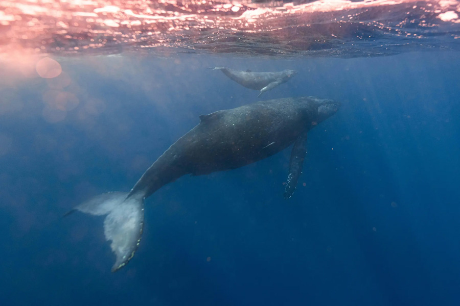big island whale watching tours