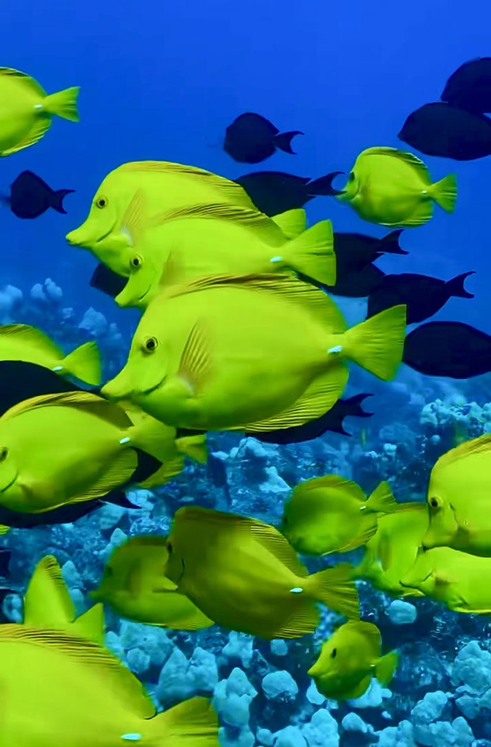 snorkel with manta rays big island hawaii