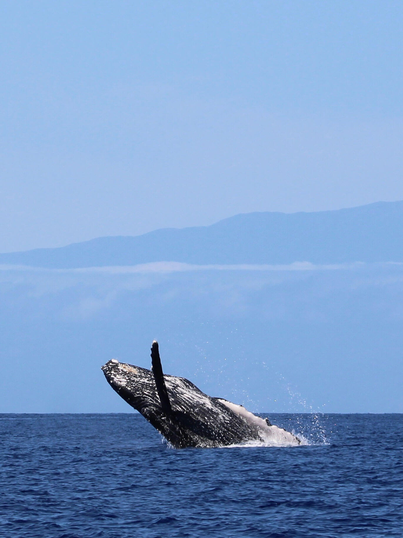 private whale watching tour boat in kona hawaii